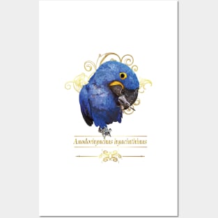 Hyacinth macaw Posters and Art